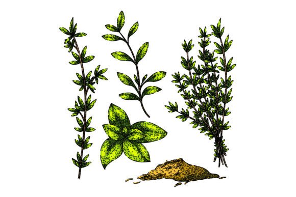 Download Thyme Leaf Set Sketch Hand Drawn Vector - Set Collection