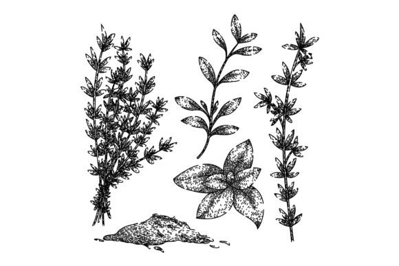 Download Thyme Leaf Set Sketch Hand Drawn Vector - Set Collection